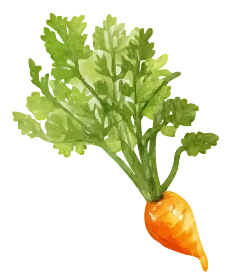 Karotte