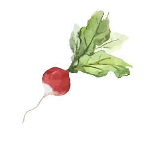Radieschen
