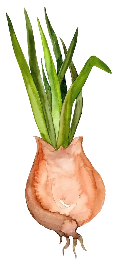 Zwiebel
