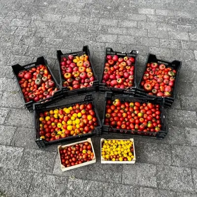 Obst