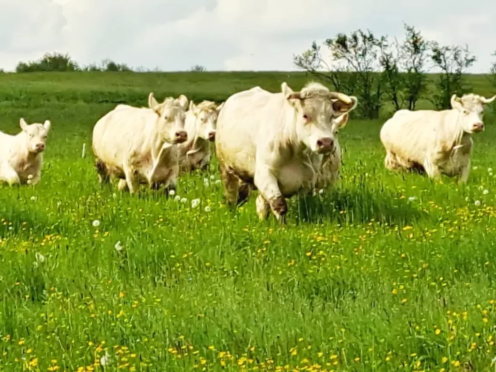 Charolais auf Blumenwiese